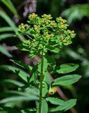 Euphorbia pilosa