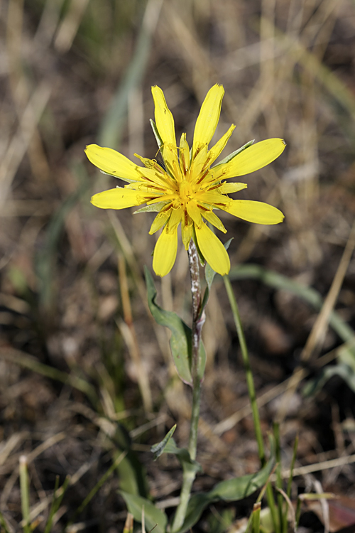 Изображение особи Tragopogon orientalis.