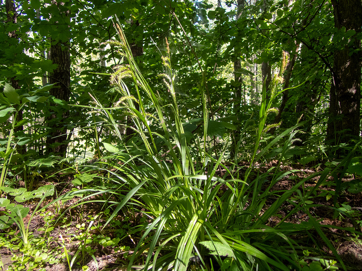 Изображение особи Carex sylvatica.