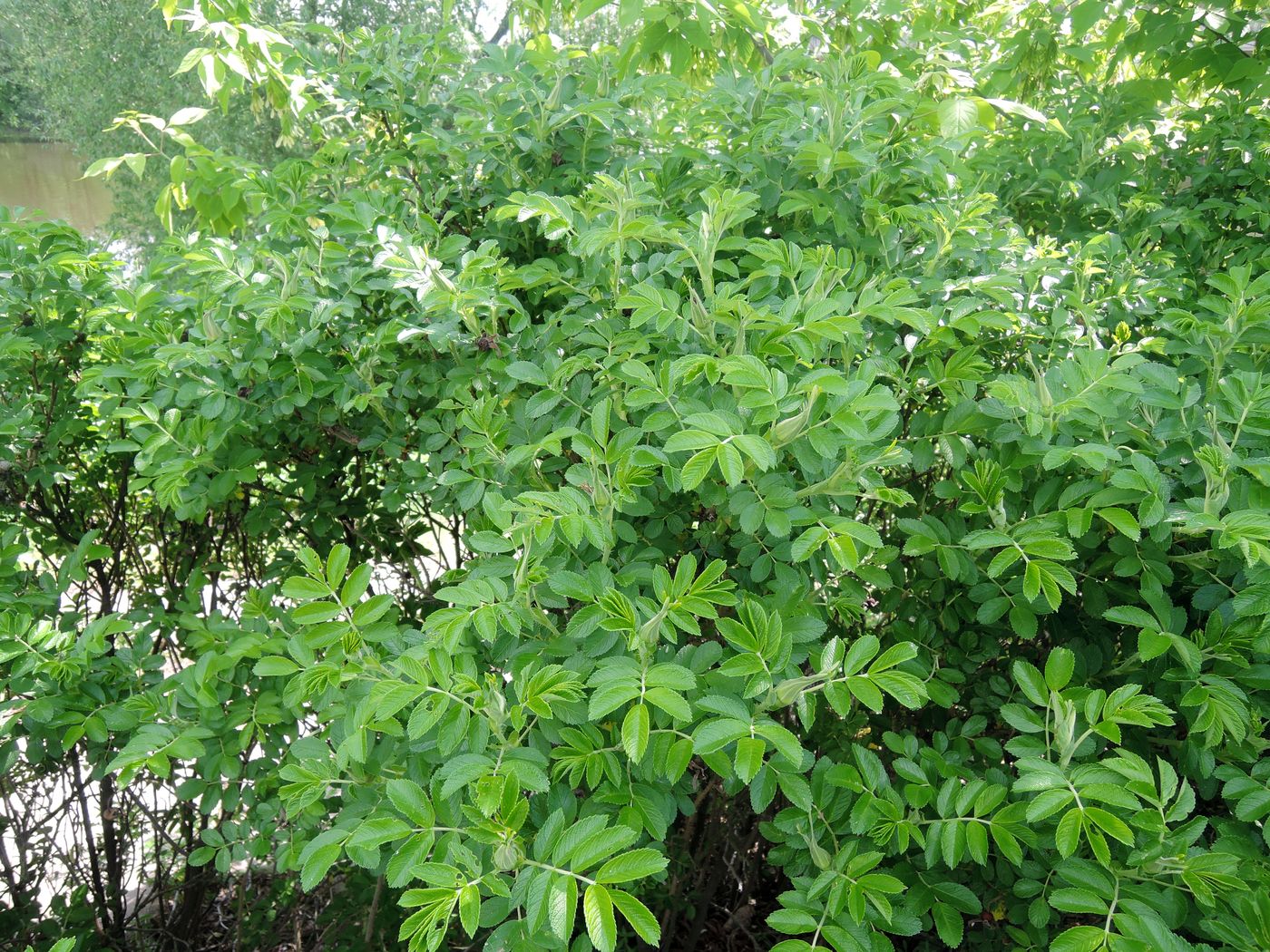 Image of Rosa rugosa specimen.