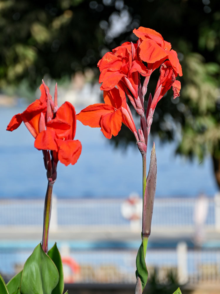 Изображение особи Canna indica.