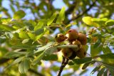 Sorbus domestica. Ветвь с листьями и плодами. Южный Берег Крыма, гора Аю-Даг. 13 октября 2008 г.