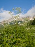 Anthriscus sylvestris variety nemorosa. Цветущее растение. Адыгея, Кавказский биосферный заповедник, ур. Яворова Поляна, ≈ 1700 м н.у.м., субальпийский луг. 28.06.2023.