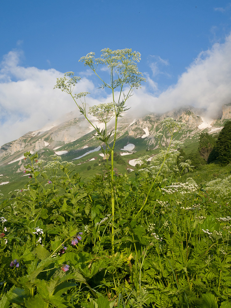 Изображение особи Anthriscus sylvestris var. nemorosa.