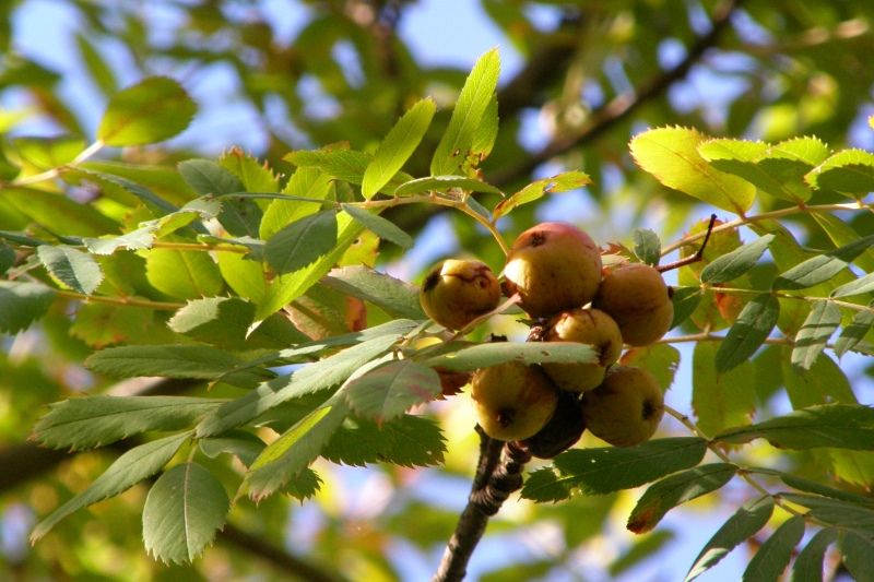 Image of Sorbus domestica specimen.