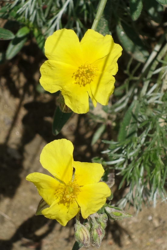 Image of Potentilla anserina specimen.