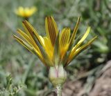 Tragopogon reticulatus