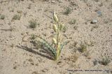 Hesperocallis undulata. Плодоносящие растения. Северная Америка, Мексика, полуостров Баха Калифорния, Гваделупе. 21.04.2010.