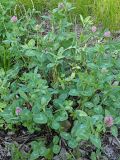 Trifolium pratense