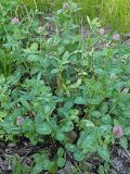 Trifolium pratense