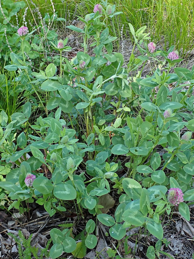 Изображение особи Trifolium pratense.