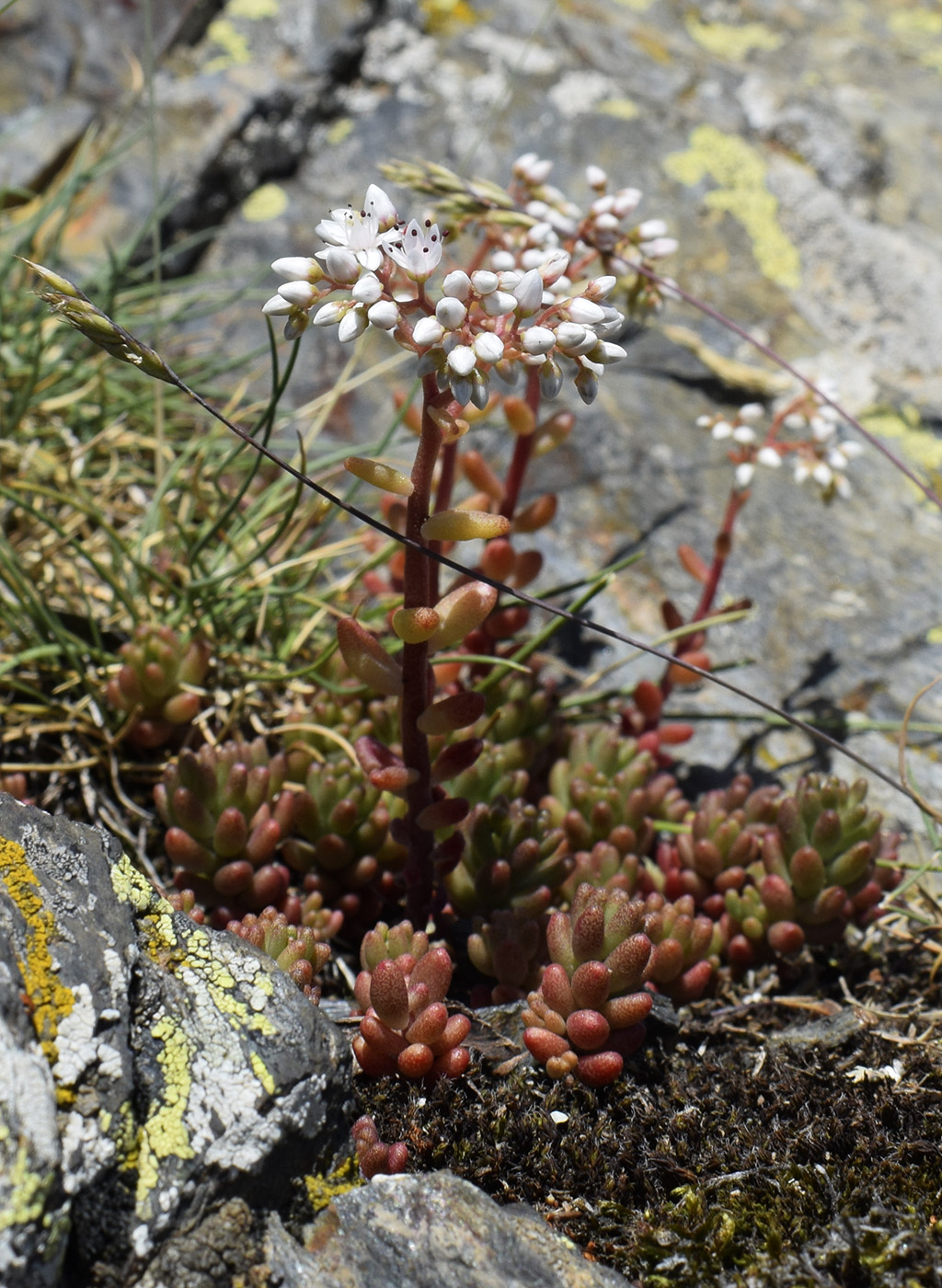 Image of Sedum album specimen.