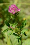 genus Trifolium. Верхушка побега с соцветием. Краснодарский край, Лазаревский р-н, окр. с. Ордынка, 190 м н.у.м., просека. 20.07.2023.