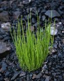 Equisetum arvense