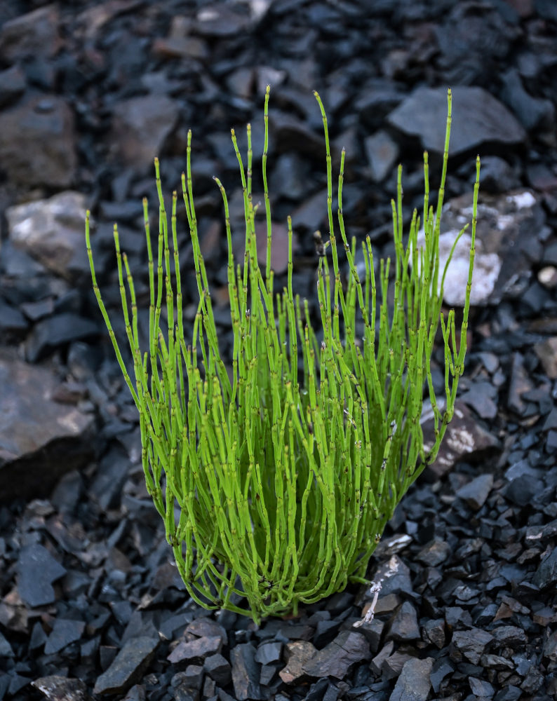 Image of Equisetum arvense specimen.