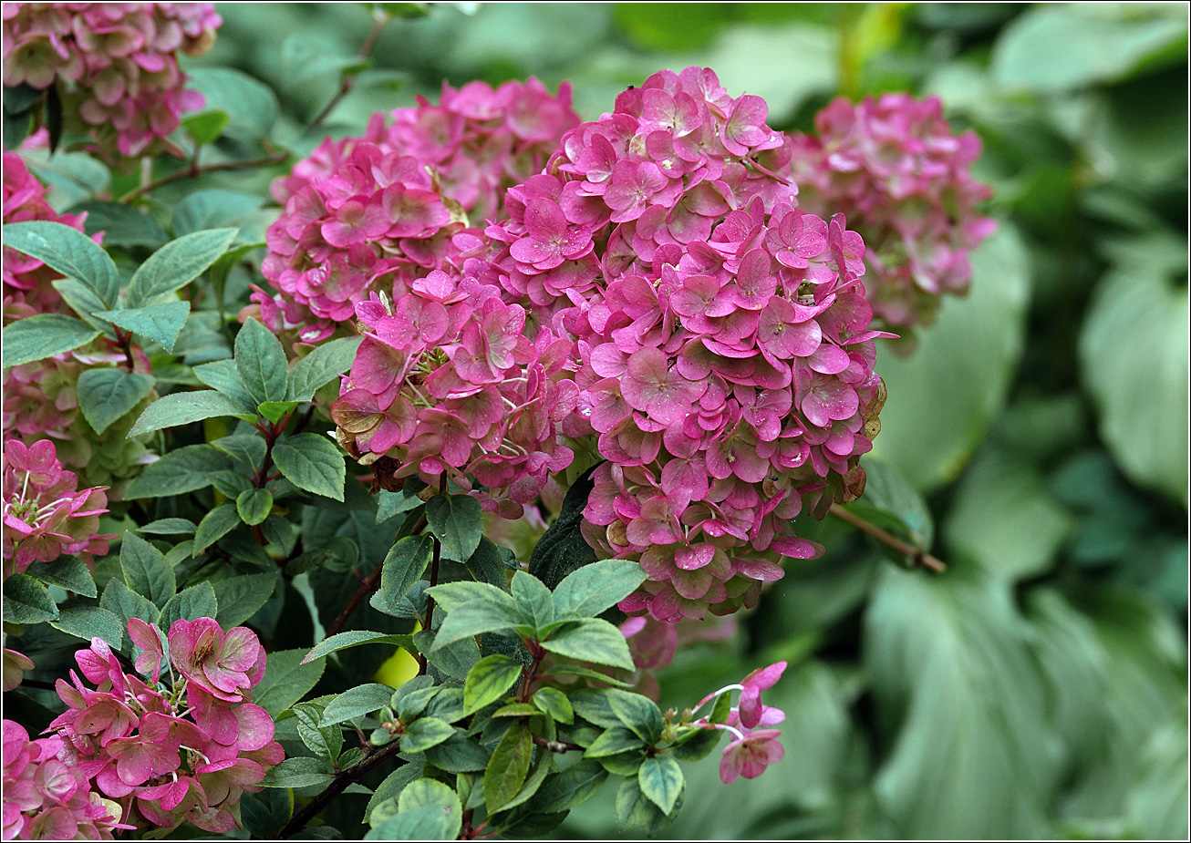 Image of Hydrangea paniculata specimen.