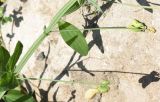 Lathyrus miniatus. Часть побега с бутонизирующими соцветиями. Чечня, Шаройский р-н, долина р. Цесиахк, окр. с. Цеси, луг. 9 августа 2023 г.