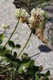 Trifolium repens. Верхушки побегов с соцветиями и листья. Ленинградская обл., г. Приморск, окр. кирхи Св. Марии Магдалины, берег бухты Катерлахти, между каменными плитами у основания звонницы. 11.06.2023.