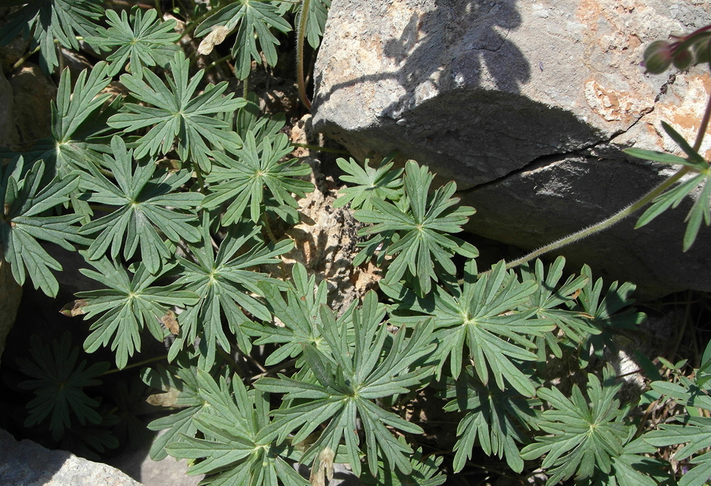 Image of Geranium transversale specimen.