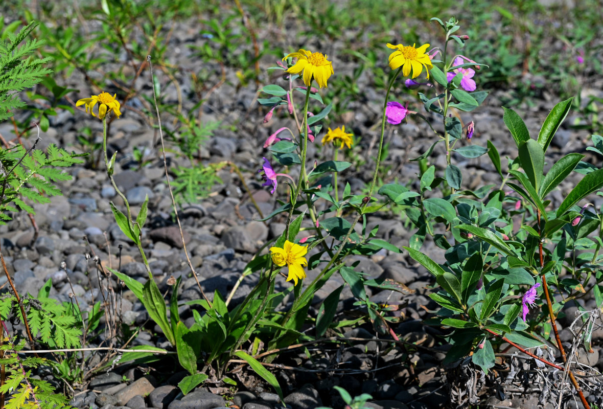 Image of Arnica iljinii specimen.