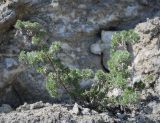 Artemisia frigida