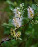 род Salix. Часть ветви с раскрывшимися и нераскрывшимися соплодиями и галлами на листьях. Красноярский край, Таймырский Долгано-Ненецкий р-н, пос. Хантайское Озеро, берег озера, каменистый пляж. 22.07.2023.