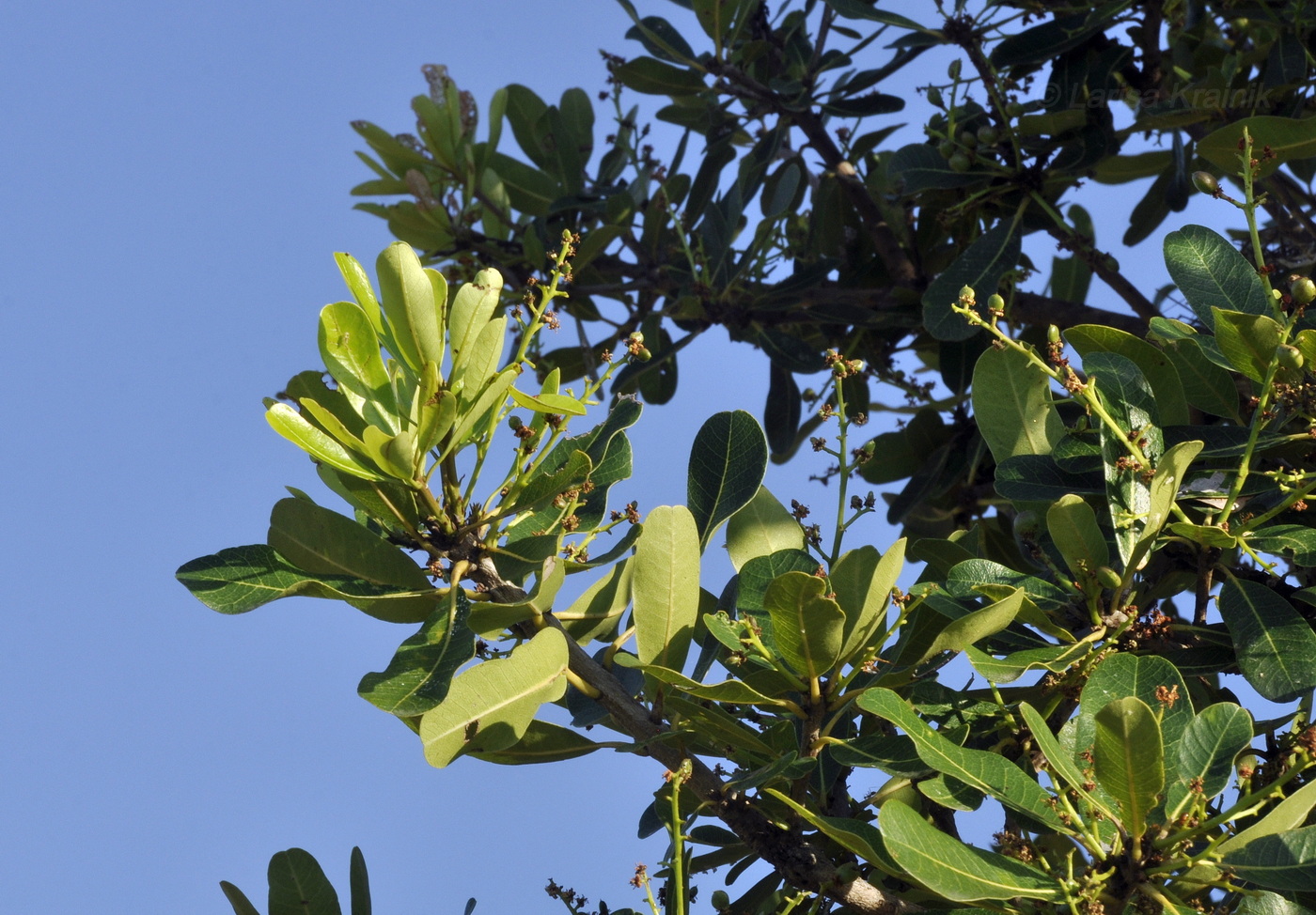 Image of Buchanania siamensis specimen.