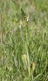 Ophrys apifera. Цветущее растение. Испания, автономное сообщество Каталония, провинция Жирона, комарка Баш Эмпорда, муниципалитет Тороэлья-де-Монгри, окр. устья р. Тер, маршевый луг Платера (Platera). 08.05.2022.