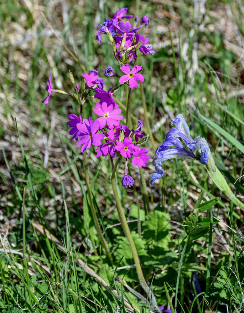 Изображение особи Primula cortusoides.