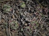 Sempervivum ruthenicum. Вегетирующие растения. Ростовская обл., г. Донецк, правый, высокий берег реки Северский Донец, скальные обнажения. 09.04.2024.