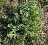 genus Papaver