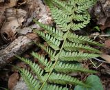 Polystichum aculeatum. Часть вайи с сорусами (вид снизу). Абхазия, Рицинский реликтовый национальный парк, северный берег оз. Рица, ≈ 900 м н.у.м., широколиственный лес. 13.04.2024.