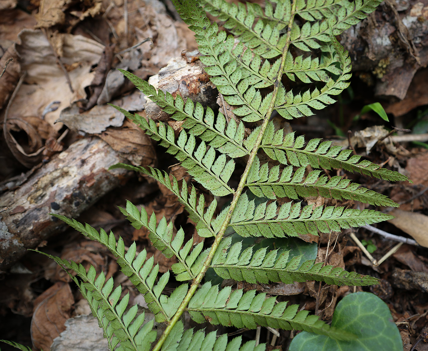 Image of Polystichum aculeatum specimen.