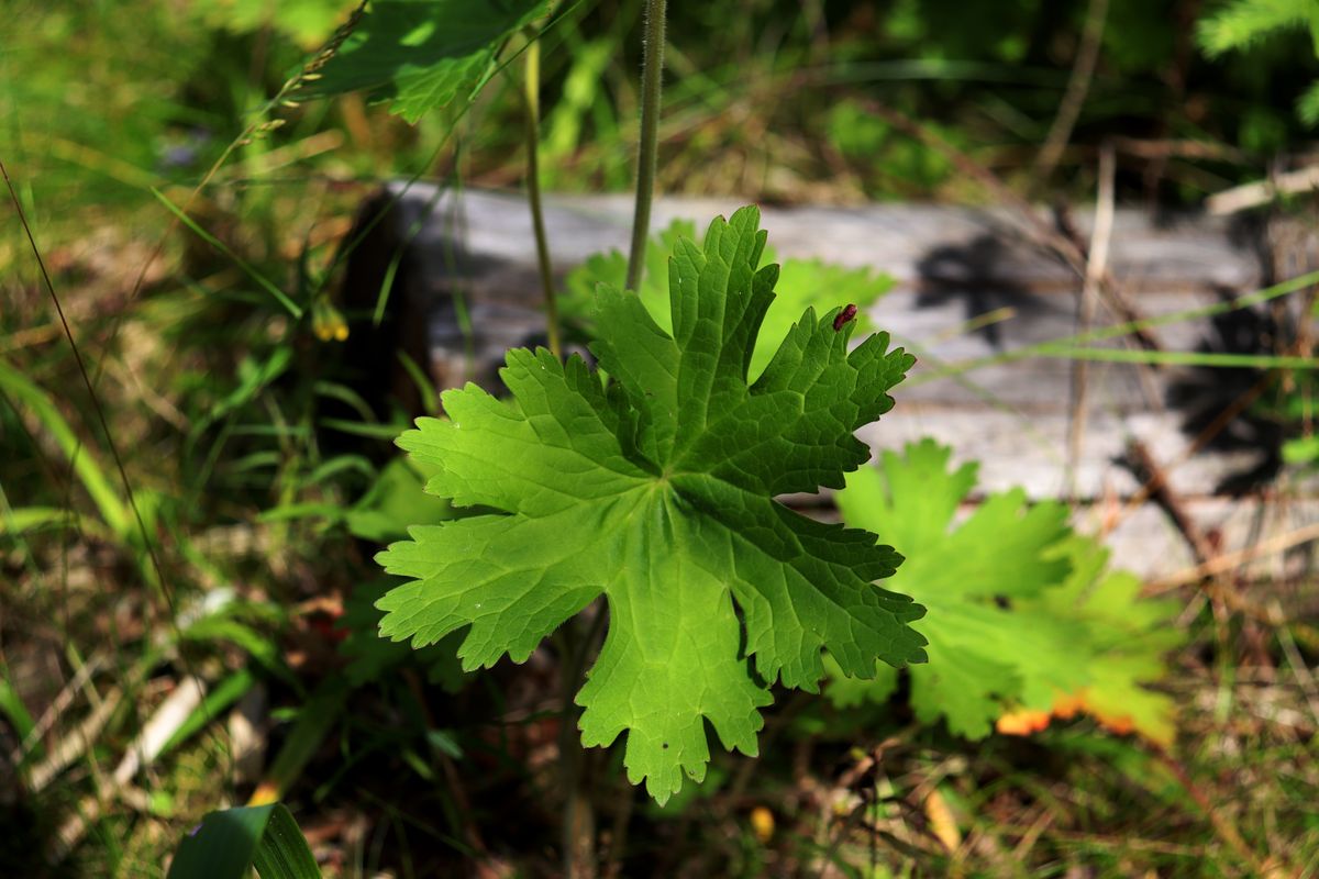 Image of genus Geranium specimen.