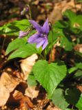 Viola reichenbachiana