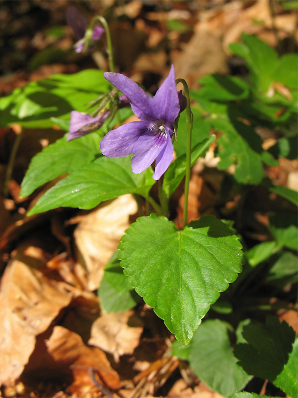 Изображение особи Viola reichenbachiana.