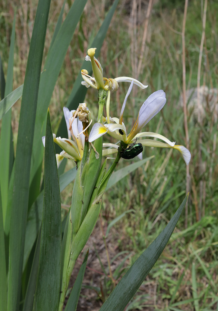 Image of Iris sogdiana specimen.
