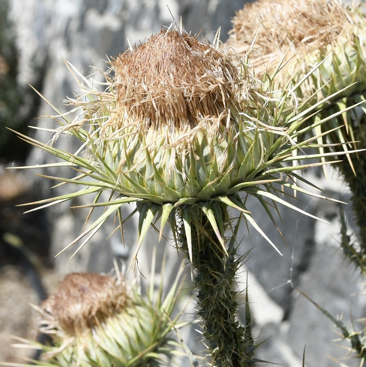 Image of Onopordum bracteatum specimen.