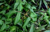 Toxicodendron orientale