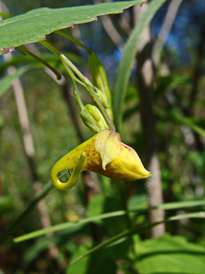 Image of Impatiens noli-tangere specimen.