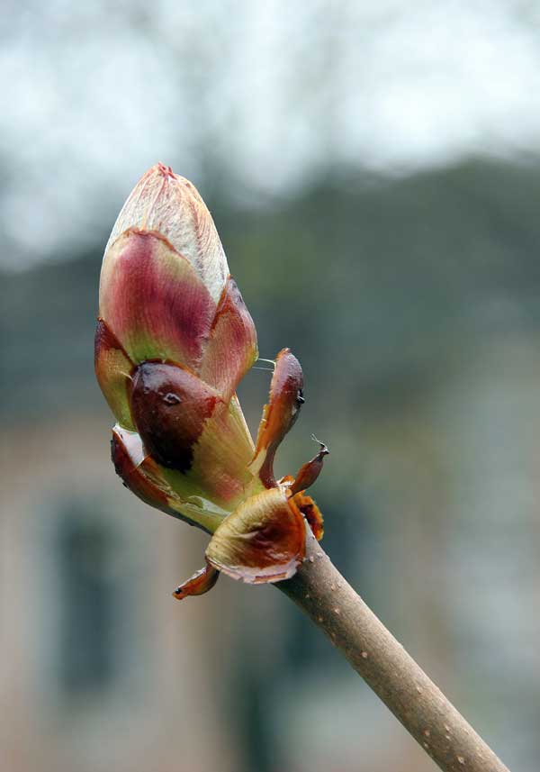 Изображение особи Aesculus hippocastanum.