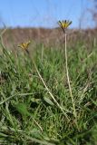 Taraxacum perenne