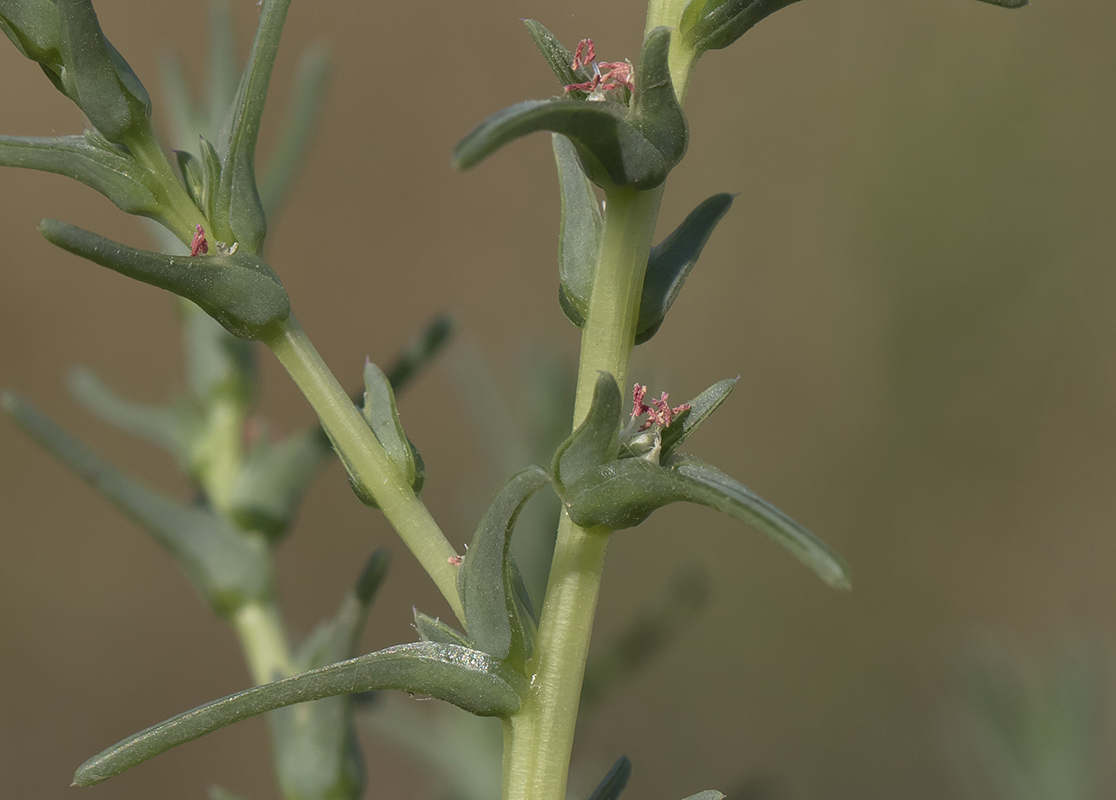 Image of Salsola soda specimen.