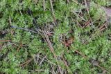 Plagiomnium cuspidatum
