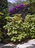 Hydrangea quercifolia. Растение в начале плодоношения. Испания, Каталония, пров. Жирона, комарка Баш-Эмпорда, муниципалитет Палафружель, ботанический сад \"Кап-Роч\". 13.07.2021.