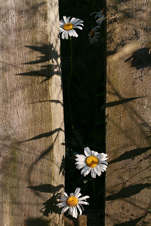 Изображение особи Leucanthemum vulgare.