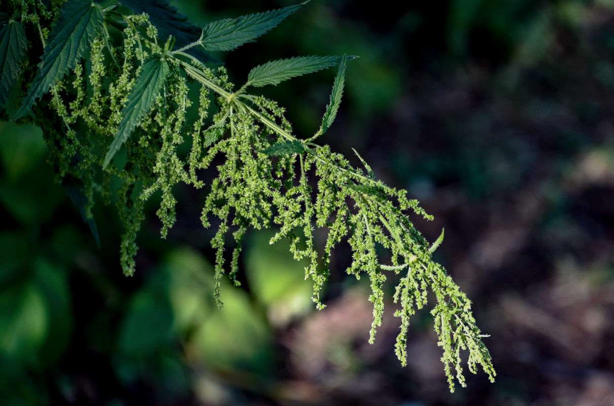 Image of Urtica dioica specimen.