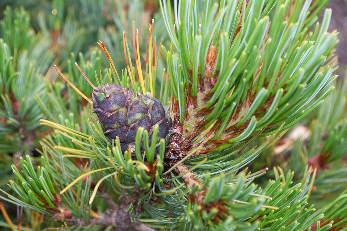 Image of Pinus pumila specimen.