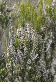 Erica arborea