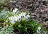 Gentiana algida